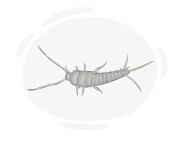 silverfish