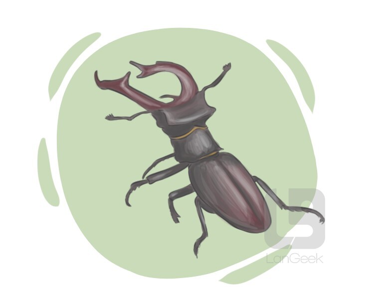 stag beetle definition and meaning