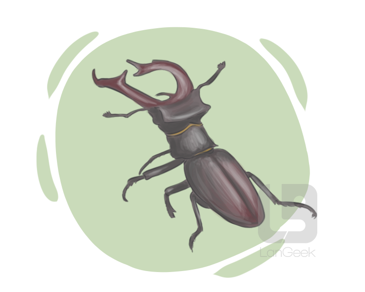 stag beetle definition and meaning