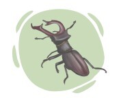 stag beetle