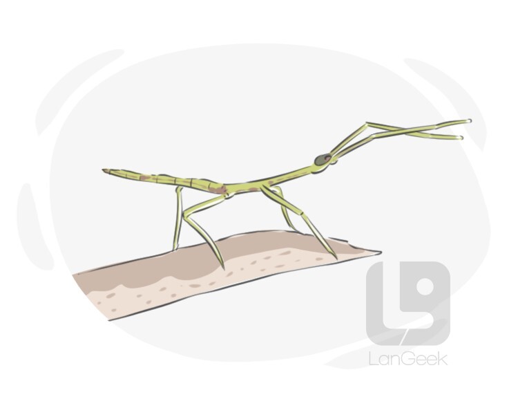 walking stick definition and meaning