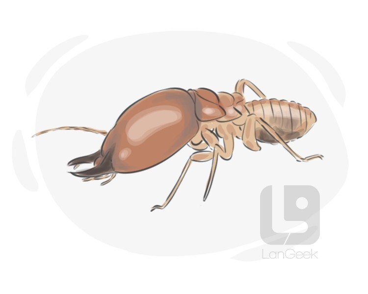 termite definition and meaning