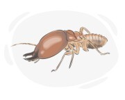 termite