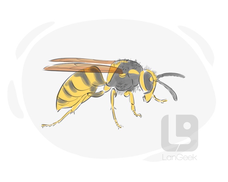 wasp definition and meaning