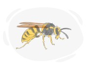 wasp