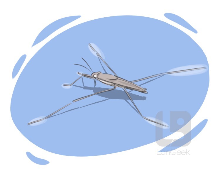 definition-meaning-of-water-strider-picture-dictionary