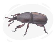 weevil