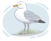 seagull