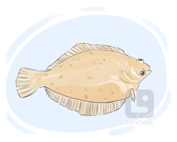 Definition & Meaning of Flounder