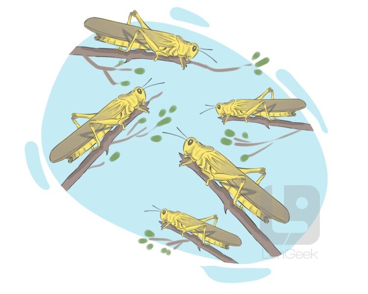 Definition & Meaning of "Locust" LanGeek