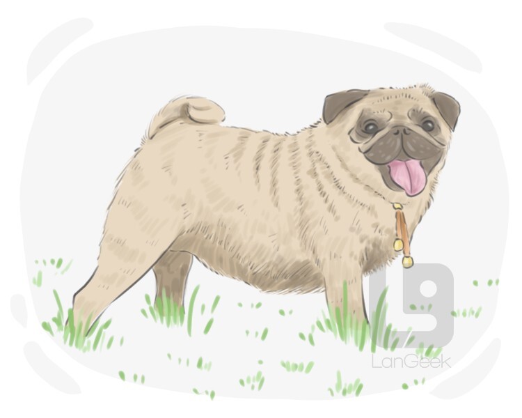 Definition & Meaning of "Pug" LanGeek