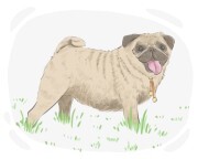 Pug