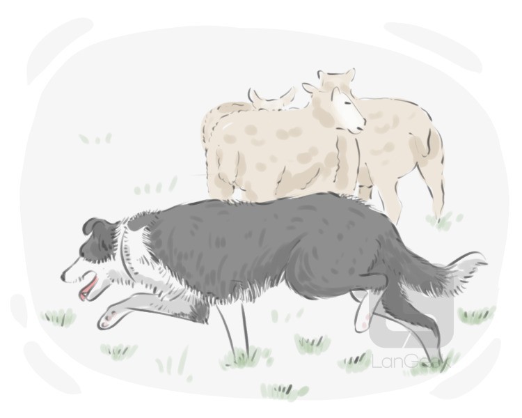 sheep dog definition and meaning