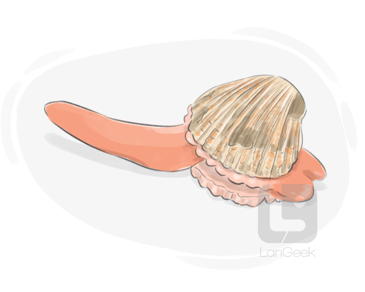 clam definition and meaning