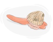 clam