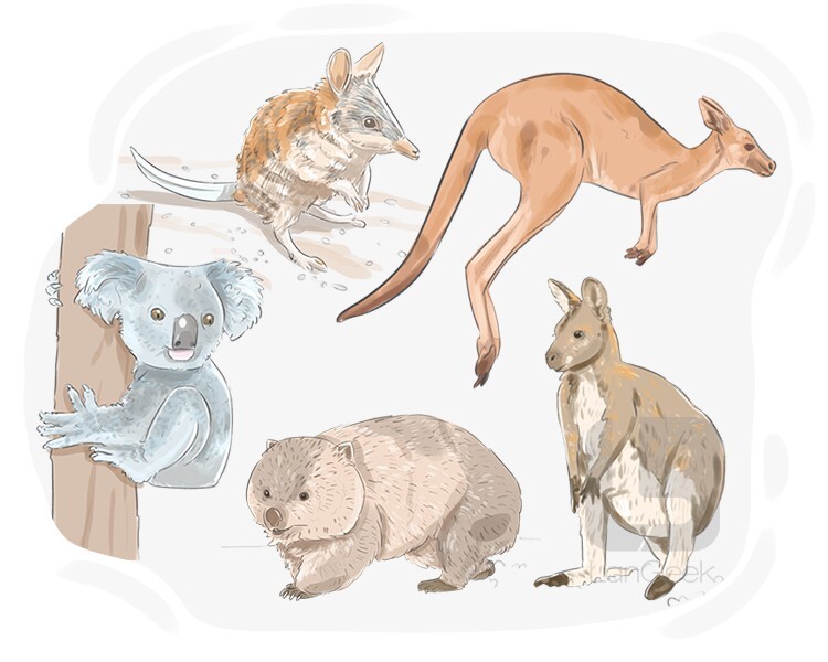 Definition & Meaning of "Marsupial" | LanGeek