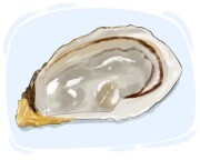 abalone