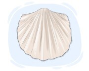 brachiopod