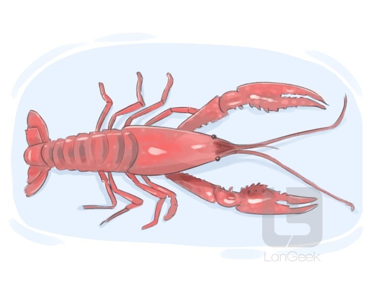 La traduction du mot "Crayfish" LanGeek