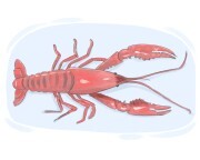 crayfish