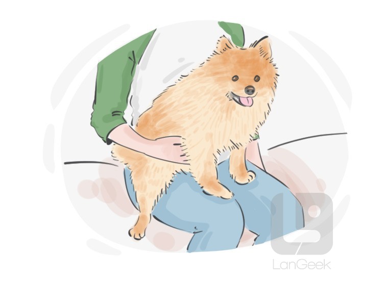 lapdog definition and meaning