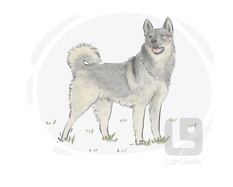 Elkhound definition and meaning