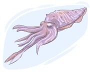 cuttlefish