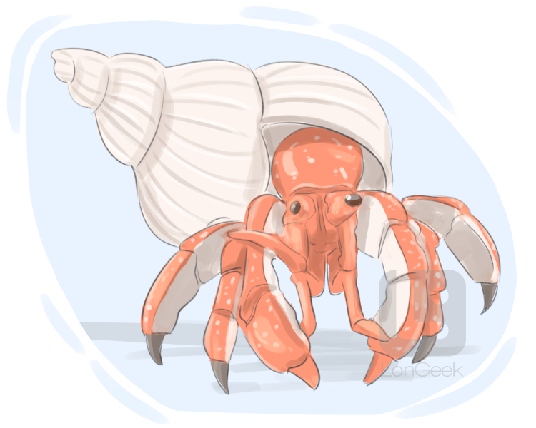 hermit crab definition and meaning