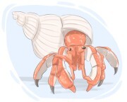 hermit crab