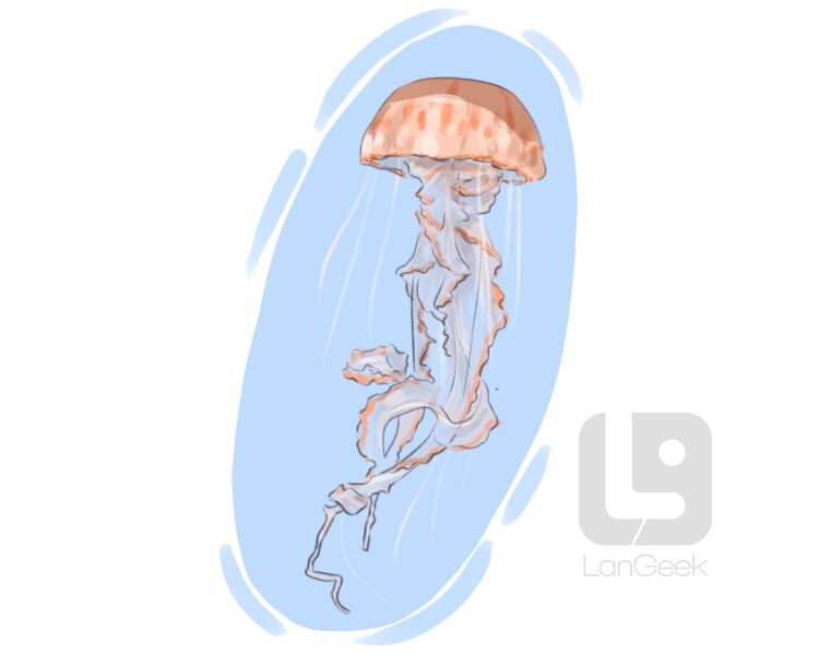 jellyfish definition and meaning