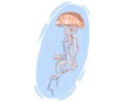 jellyfish