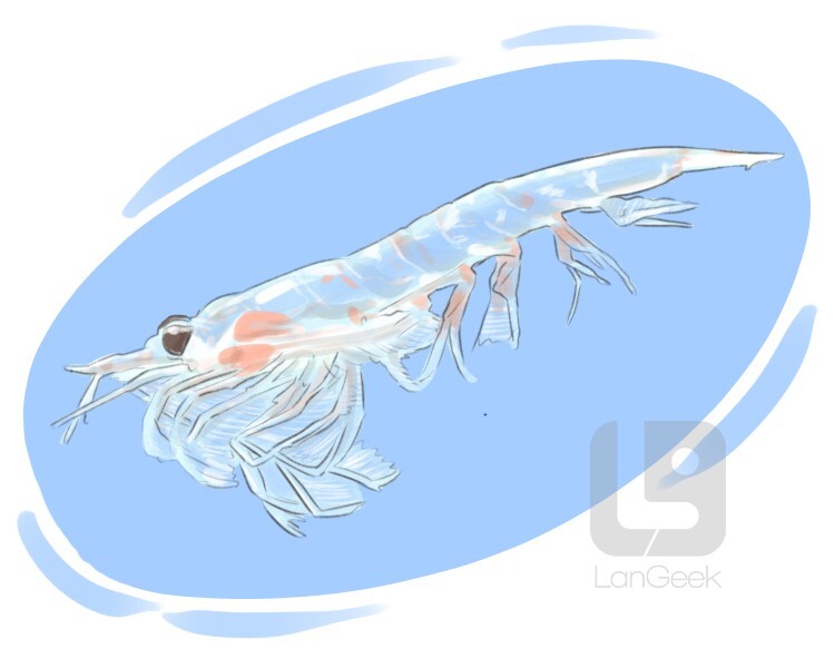 krill definition and meaning