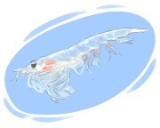 krill
