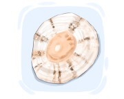 limpet