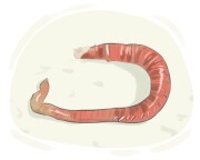 lugworm