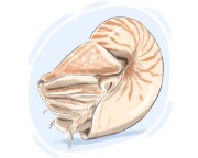 nautilus