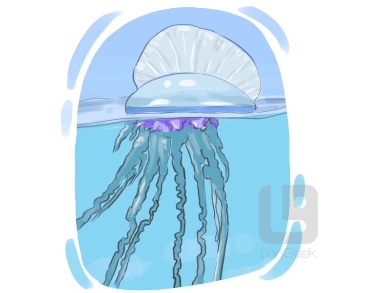 Definition Meaning Of Portuguese Man of war LanGeek
