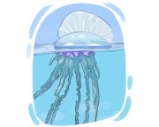 Portuguese man-of-war