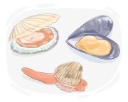 bivalve