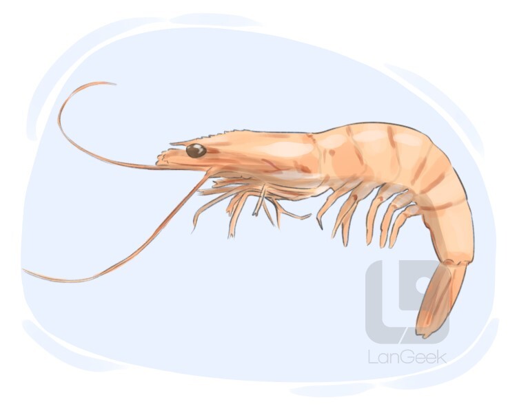 Definition & Meaning of "Prawn" LanGeek