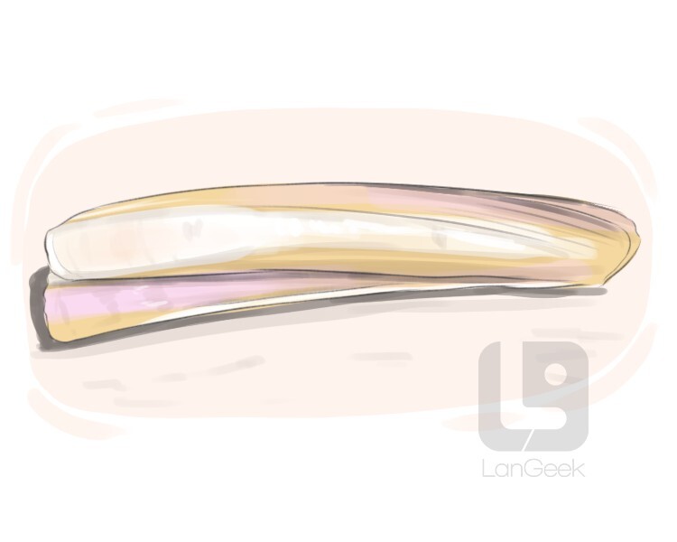 Definition & Meaning of "Razor clam" LanGeek