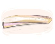 razor clam