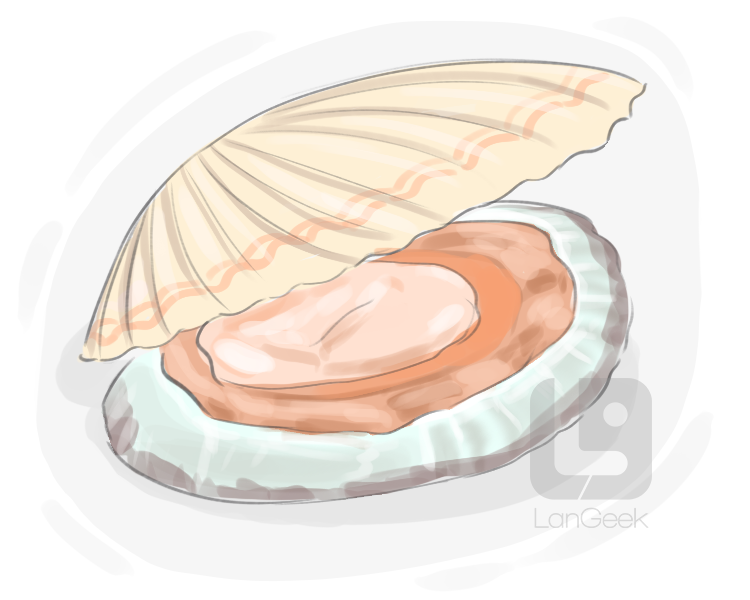 scallop definition and meaning
