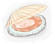 scallop