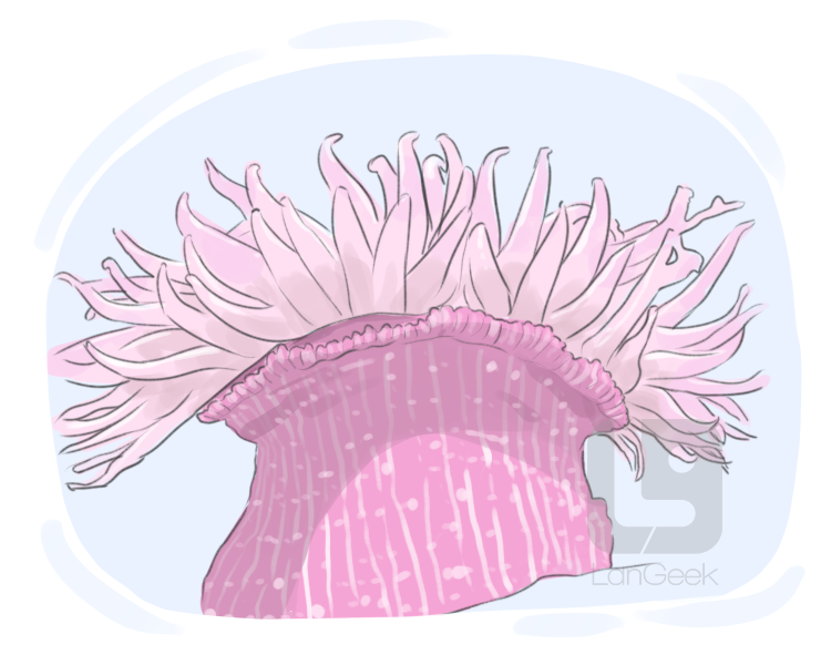 sea anemone definition and meaning