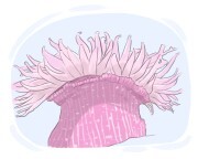 sea anemone