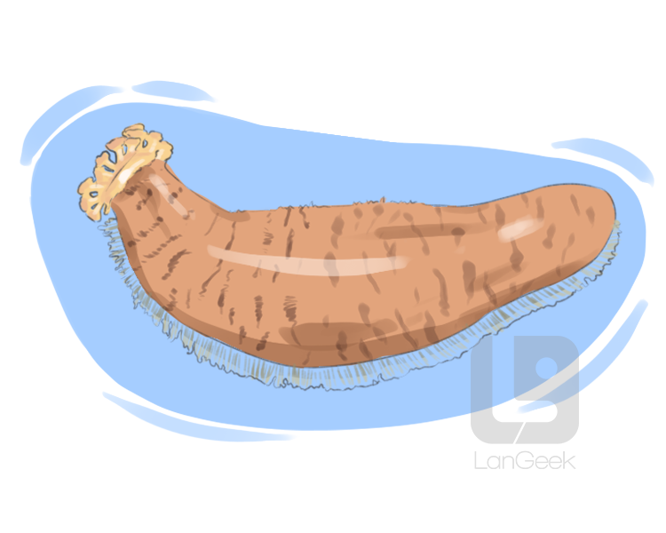 sea cucumber definition and meaning