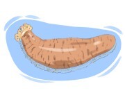 sea cucumber