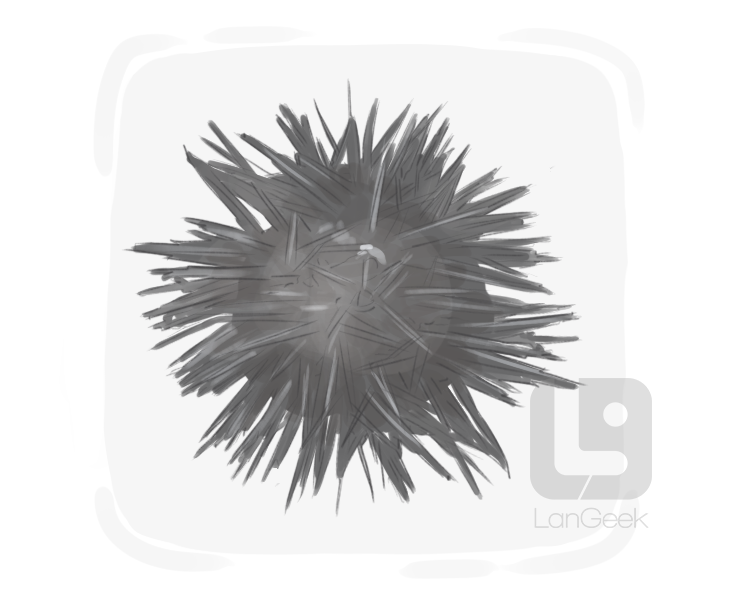 sea urchin definition and meaning