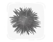 sea urchin
